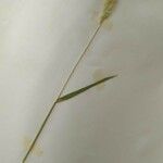 Rostraria cristata Blatt