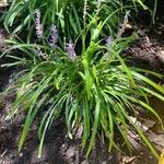 Liriope muscari Leaf