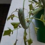 Senecio articulatus Blatt