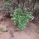 Argyranthemum broussonetii Flor