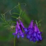 Vicia eriocarpa Blodyn