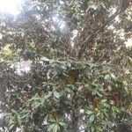 Magnolia grandiflora Levél