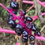 Phytolacca americana Fruit