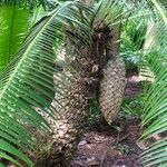 Dioon spinulosum Plod