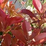 Photinia fraseri Blad