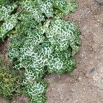Silybum marianum List