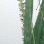 Dracaena angolensis Leaf