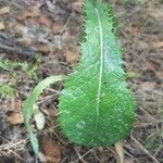 Lactuca virosa Liść