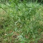 Atriplex oblongifolia Folha