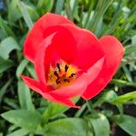 Tulipa agenensis Flower