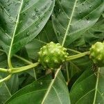 Morinda citrifolia Fruit