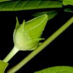 Chloropetalum denticulatum Vili