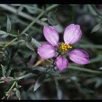 Fagonia laevis Цветок