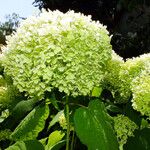 Hydrangea arborescens Kvet