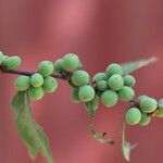 Bridelia cathartica Fruto