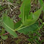 Asclepias amplexicaulis Leaf