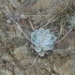 Dudleya pulverulenta Leaf