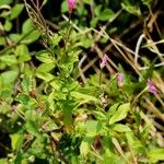 Epilobium lanceolatum Blüte