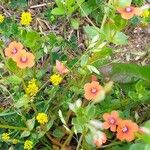 Lysimachia arvensis Flower