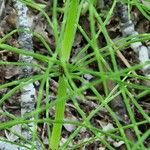 Equisetum pratense برگ