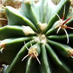 Echinocactus texensis 葉