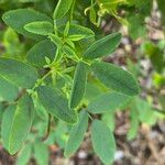 Melilotus officinalis Leaf