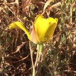 Calochortus clavatus Flor