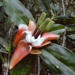 Freycinetia verruculosa Квітка