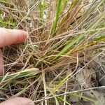 Aristida torta Delienn
