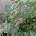 Nonea vesicaria Flor
