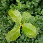 Ilex opaca Leaf