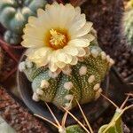 Astrophytum asterias Blomma