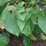 Catalpa bungei Blatt