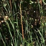 Typha × glauca Лист