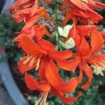 Crocosmia aurea Λουλούδι