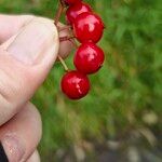 Viburnum trilobumFruto