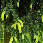 Picea orientalis List