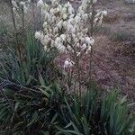 Yucca filamentosaKvet