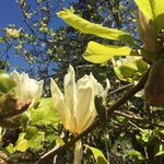 Magnolia denudata Flor
