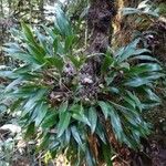 Bulbophyllum variegatum Hábito