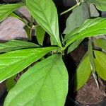 Psychotria viridis Foglia