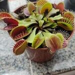 Dionaea muscipula পাতা