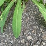 Lactuca serriola 葉