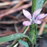 Dianthus armeria Blüte