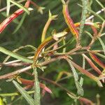 Ludwigia octovalvis Leaf