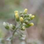 Alyssum alyssoides Blüte