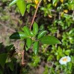 Rosa laevigata Leaf