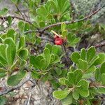 Arctostaphylos uva-ursi Habit