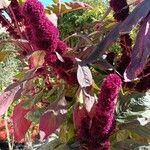 Amaranthus hypochondriacusFlower