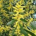 Acacia longifolia花